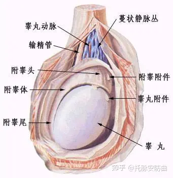 精索静脉曲张阴囊照片图片