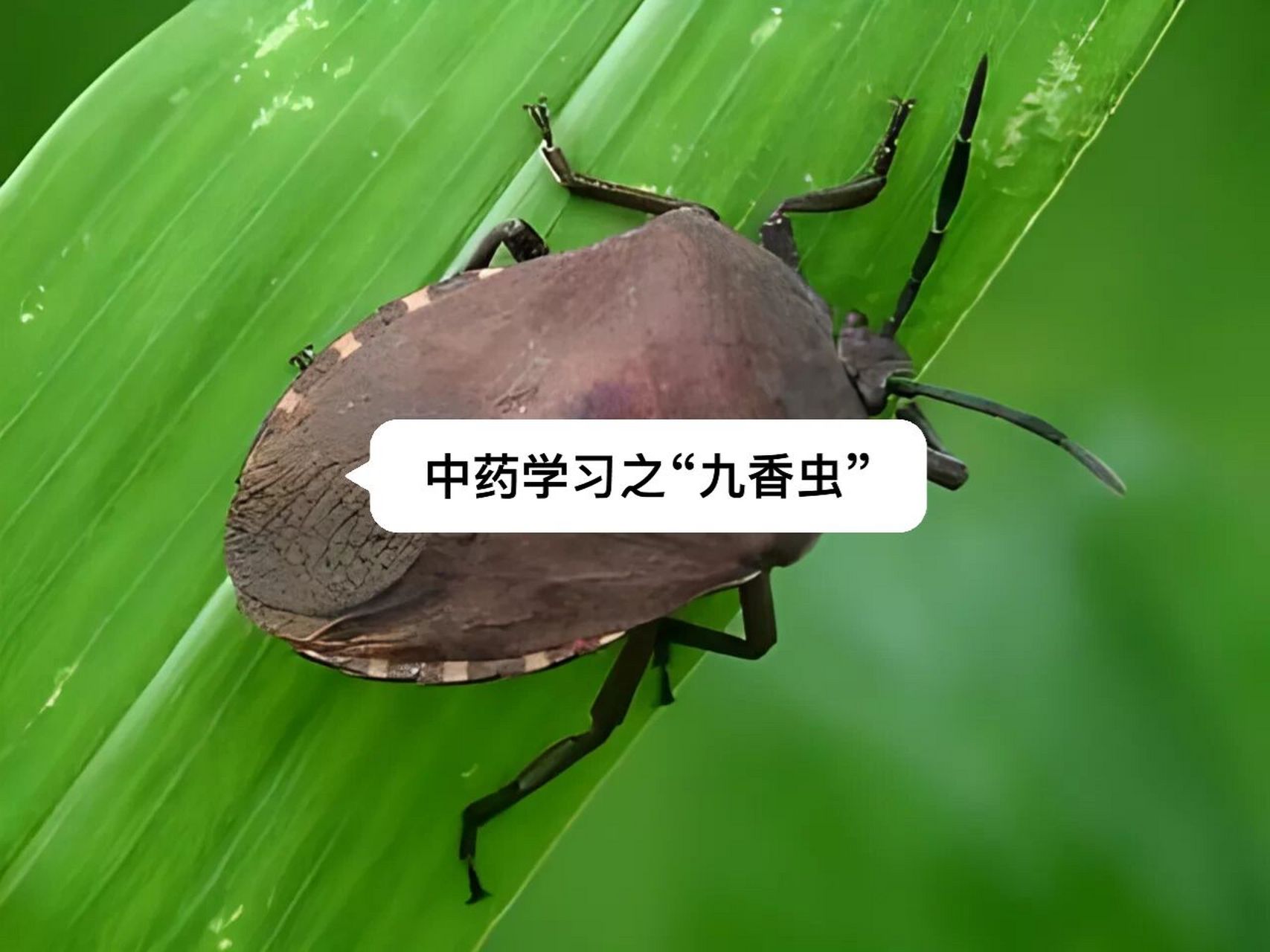 令人讨厌的"臭屁虫"就是中药九香虫 中药九香虫,其实,就是鼎鼎大名的"