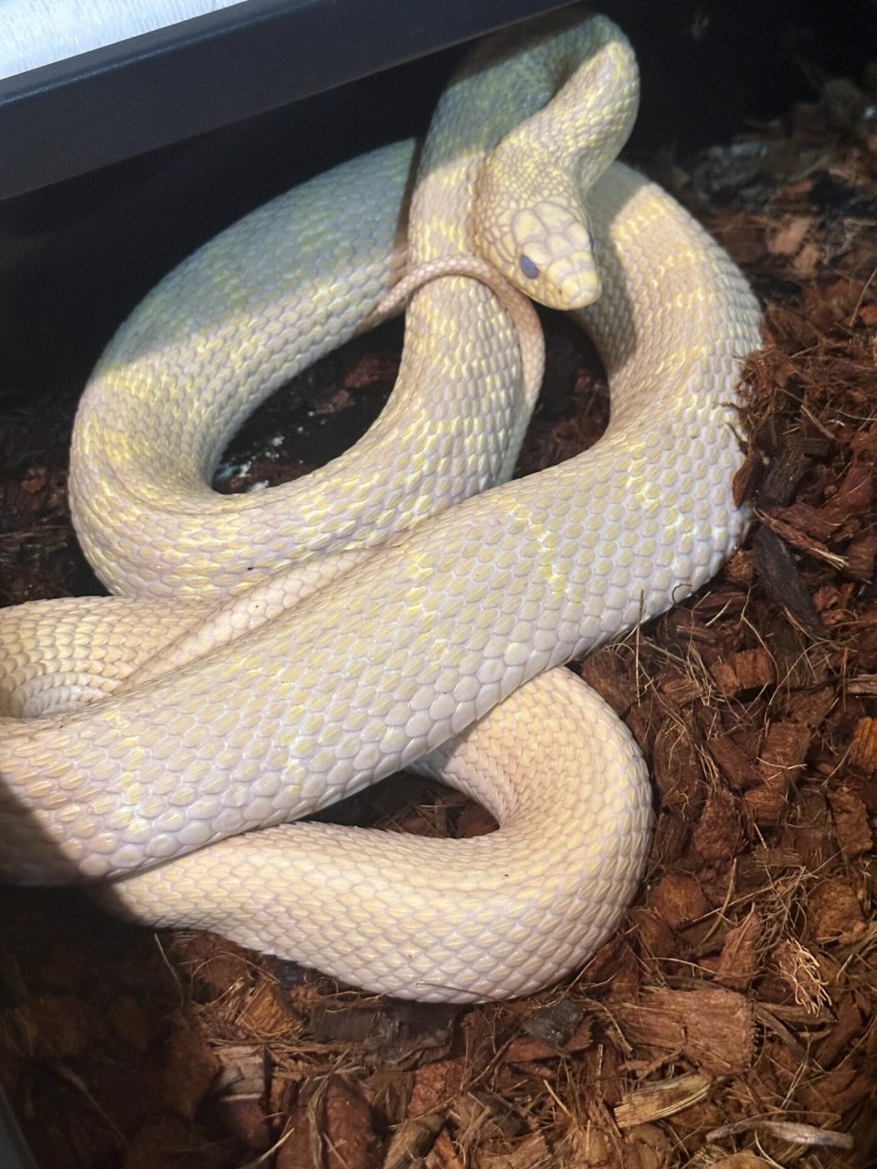 白化王锦蛇 成体白化王锦蛇#王锦蛇