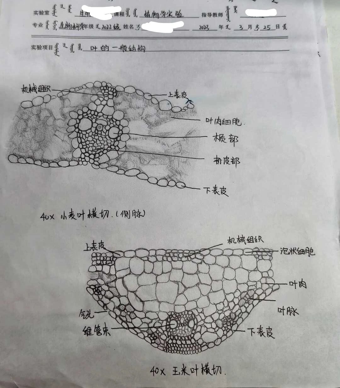 【植物学实验报告】叶的一般结构 叶的一般结构