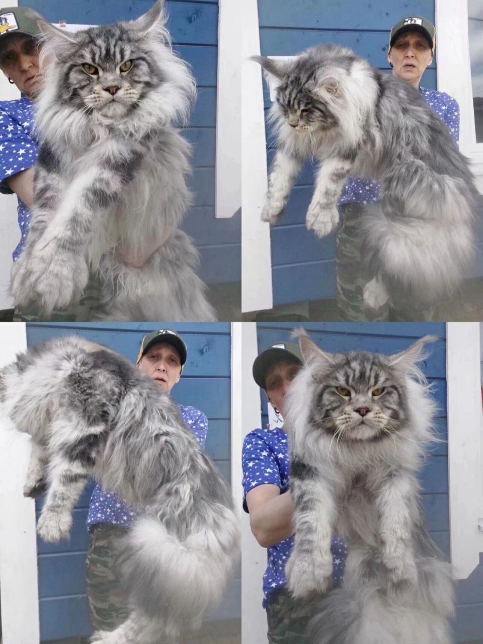 巨型银虎炒鸡种公,猫中plus 12个月超大体巨型银虎斑缅因猫,知名