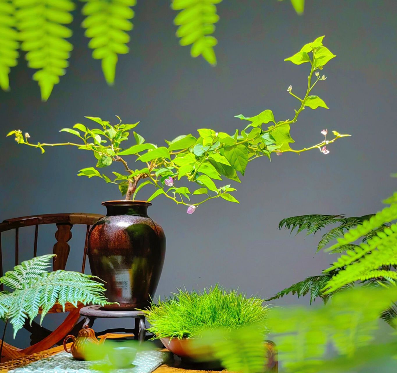 推荐几个提升茶室空间格调的绿植,水培好养 带根水培的,更好养,正常