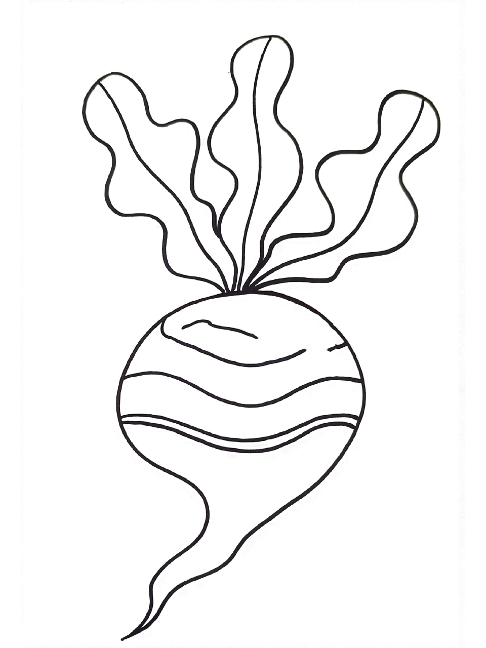 线描画96萝卜   萝卜