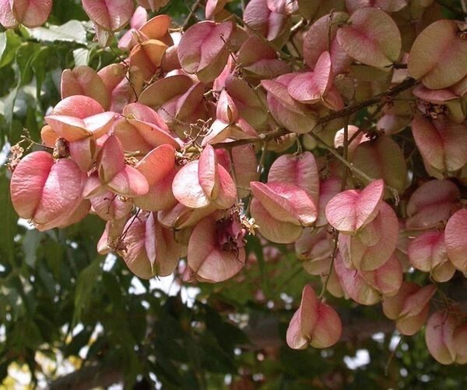 秋天的栾树|果实像一颗颗粉色爱心可爱95 色彩不协调的人表示调整了