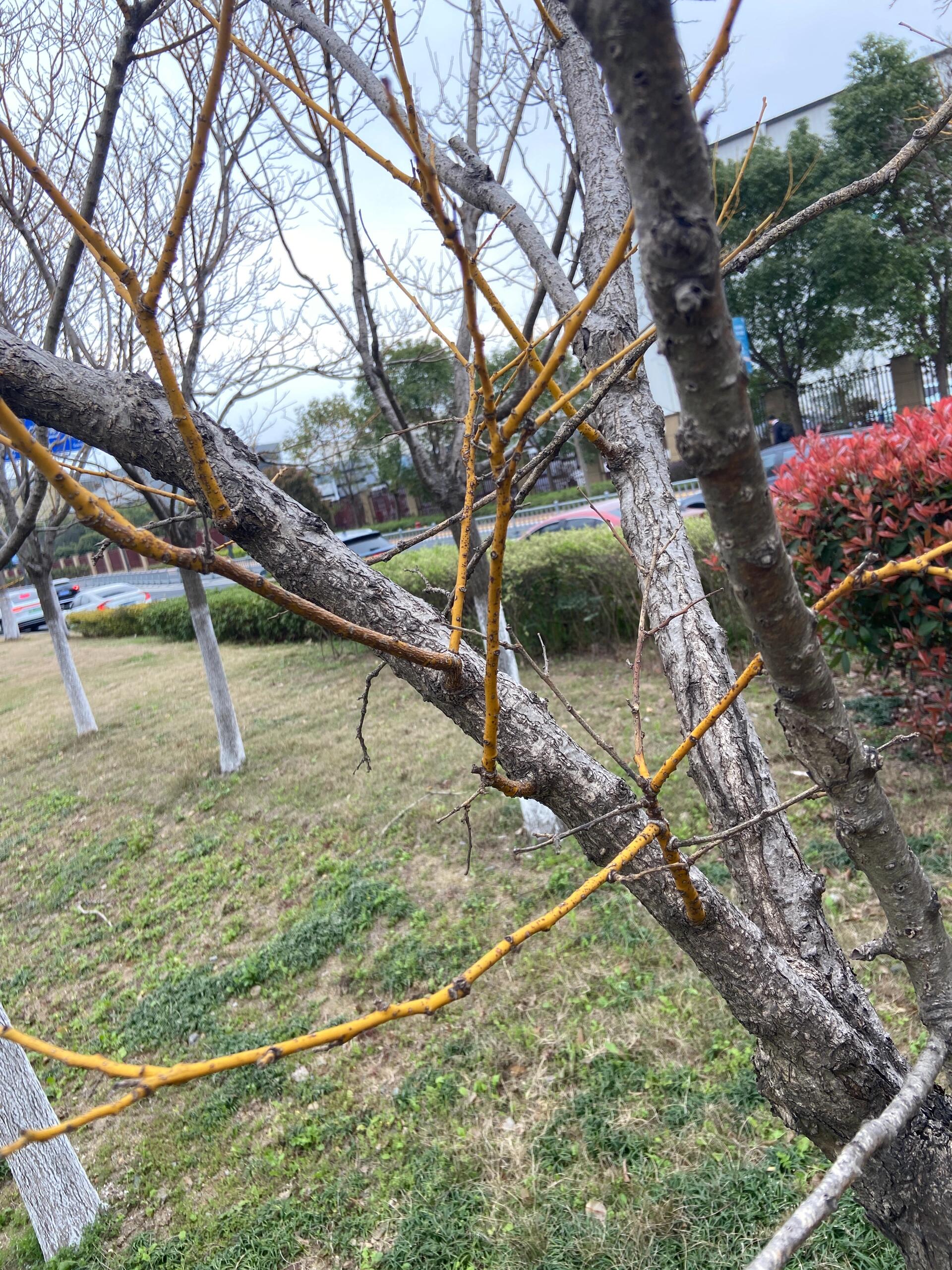 植物认知笔记-"金枝槐/金枝国槐",38 金枝槐(jīn zhī huái) 俗名