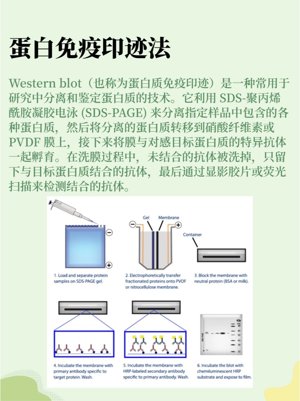 nortern blot图片