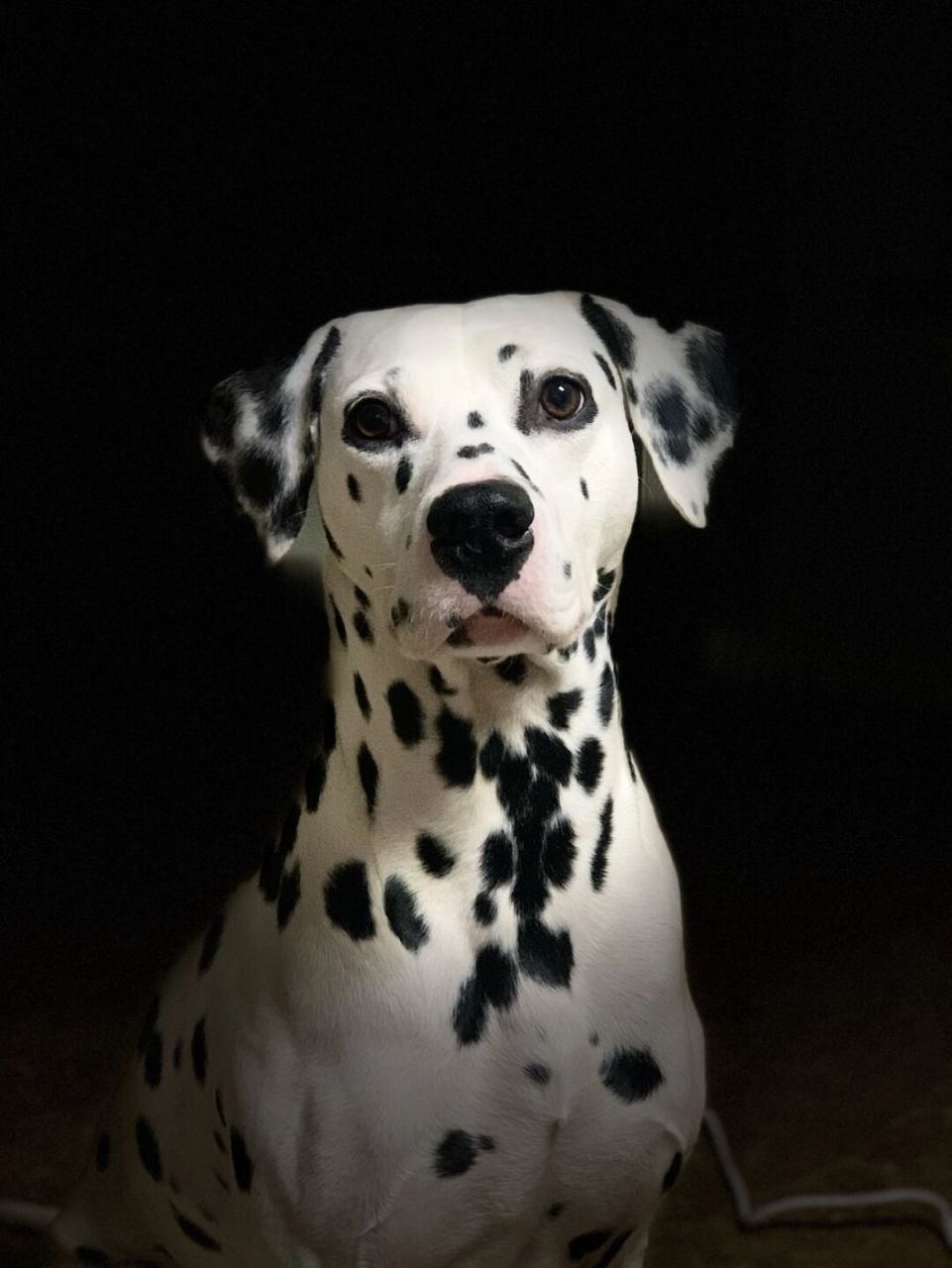 帅气的weed,我不繁殖净脸斑点狗 繁殖纯种斑点狗#斑点狗# #大麦町犬