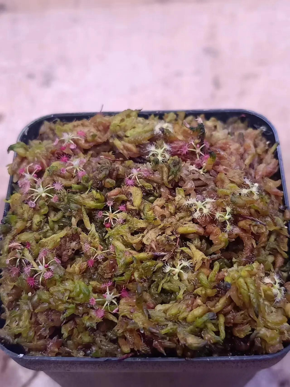 迷你茅膏菜冬芽发芽率真高 半个月左右的时间迷你茅膏菜冬芽都陆续