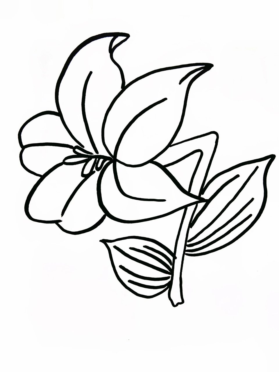 百合花简笔画教程 一看就会