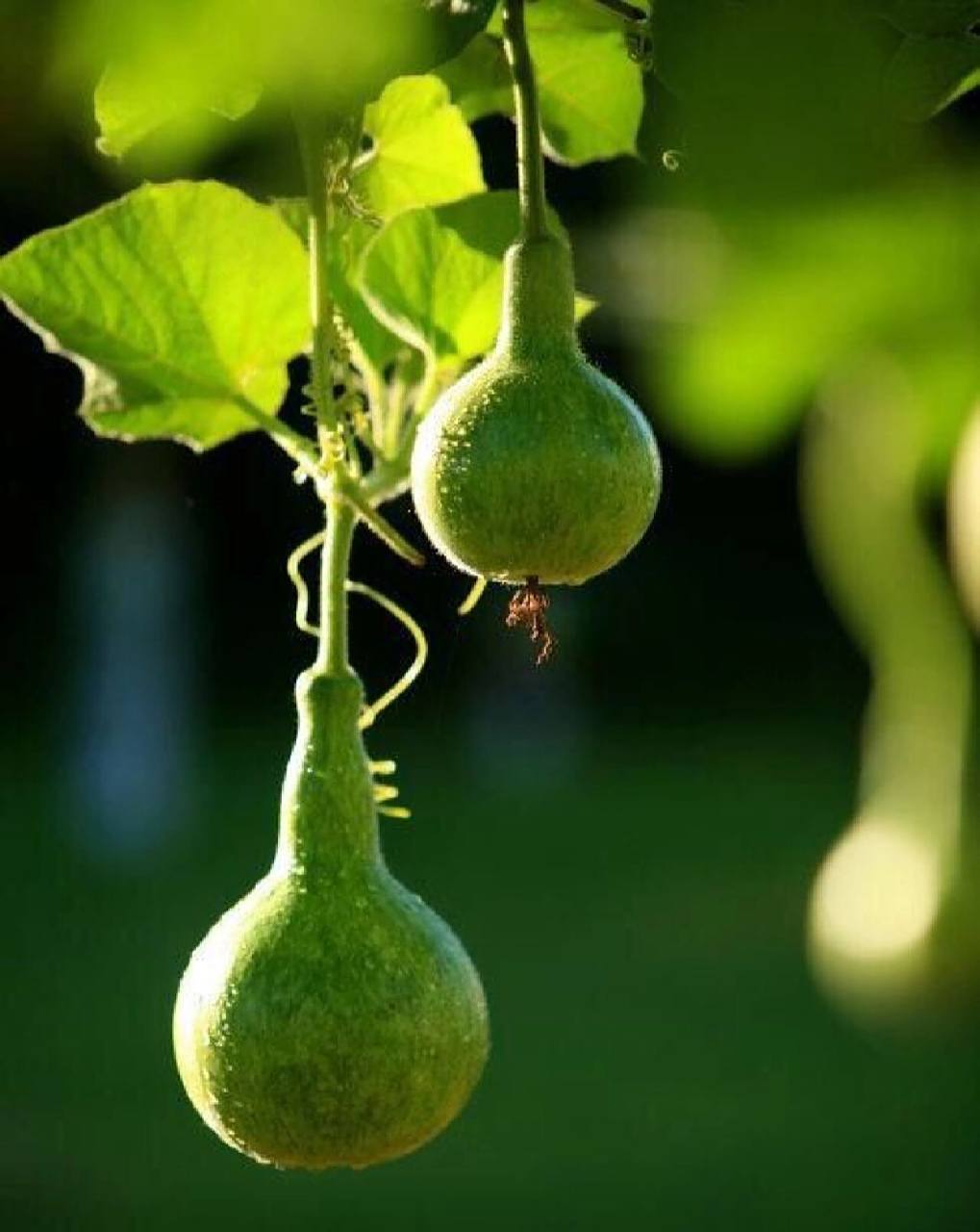 绘画素材【葫芦】 95标有【绘画素材】图片大部分源于网络,不是本人