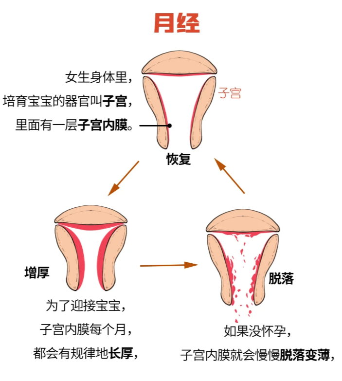 怀孕时子宫内膜通常会变厚