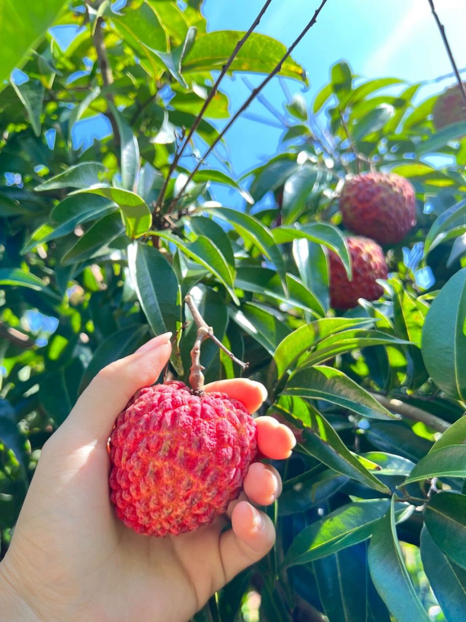 海口火山荔枝认购攻略93荔尽艰辛只属于你 六月是瓜果飘香的季节
