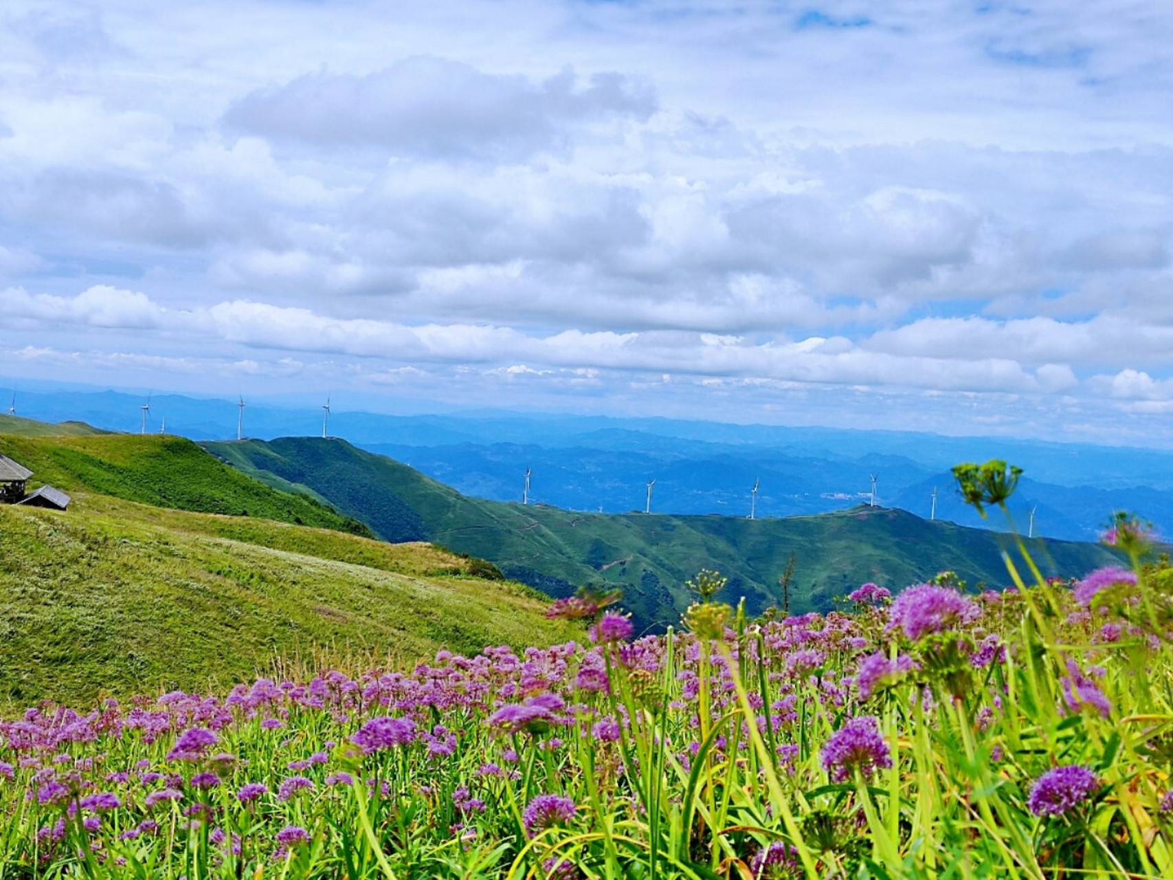 韭菜坪  天上花海,贵州海拔最高的地方,近2770-2900多米,每年8月底,9