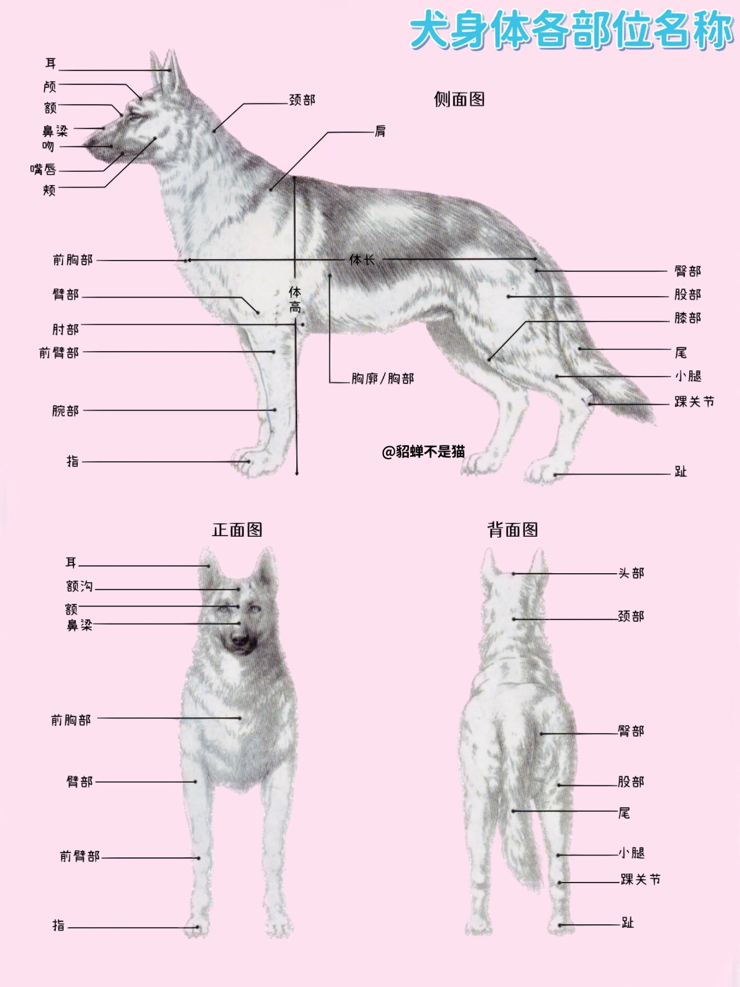 狗狗这些身体构造你都了解吗?