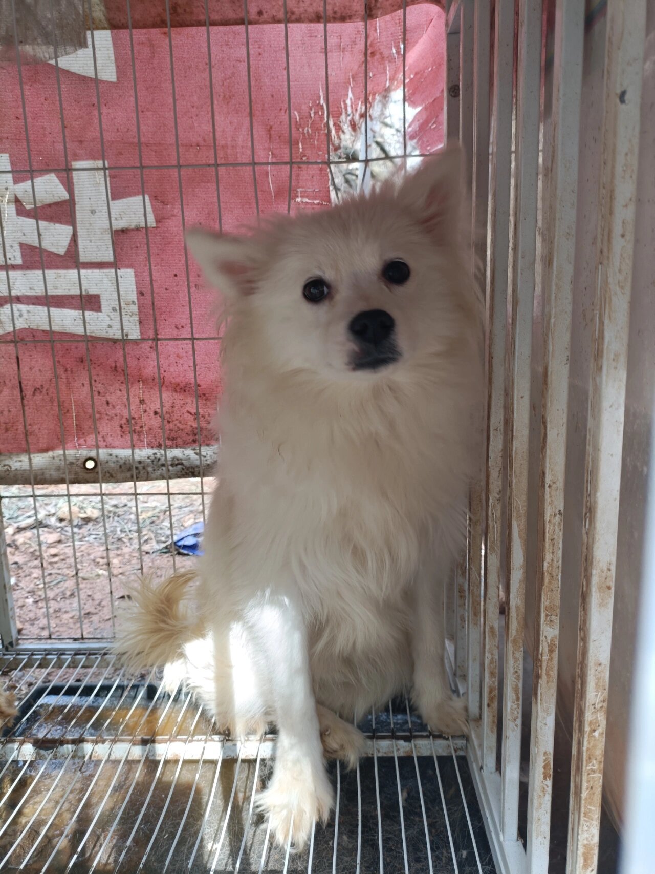 最近收的土狗哈巴狗串串 图一二三,金毛泰迪串串,公,三个月,有疫苗本