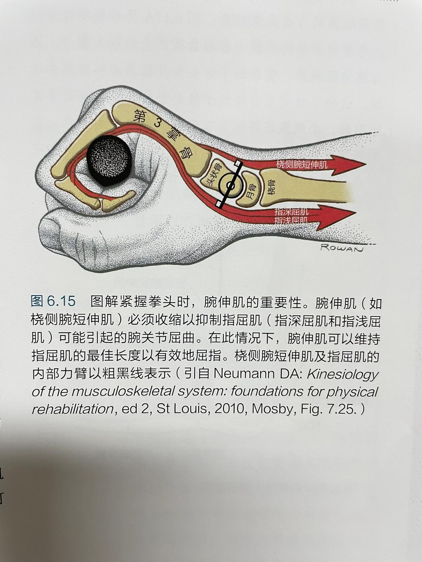 腕伸肌 网球肘 腕伸肌 主要肌肉(只作用于腕关节) •桡侧腕长伸肌