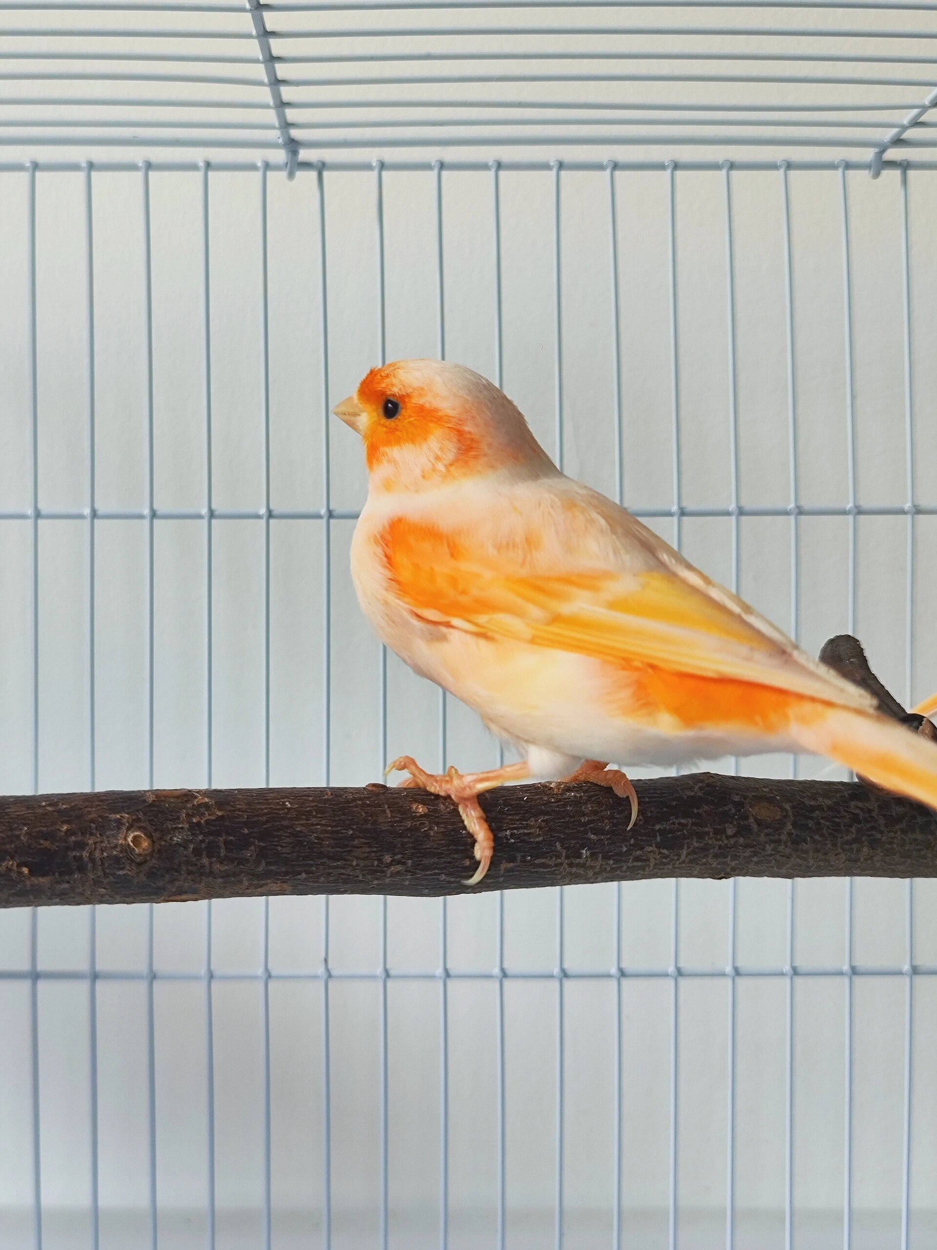 芙蓉鸟(玉鸟)·马赛克