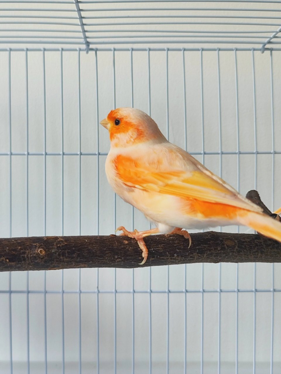 芙蓉鸟(玉鸟)·马赛克 今天给芙蓉鸟(玉鸟)·马赛克,秋冬季节期适配鸟