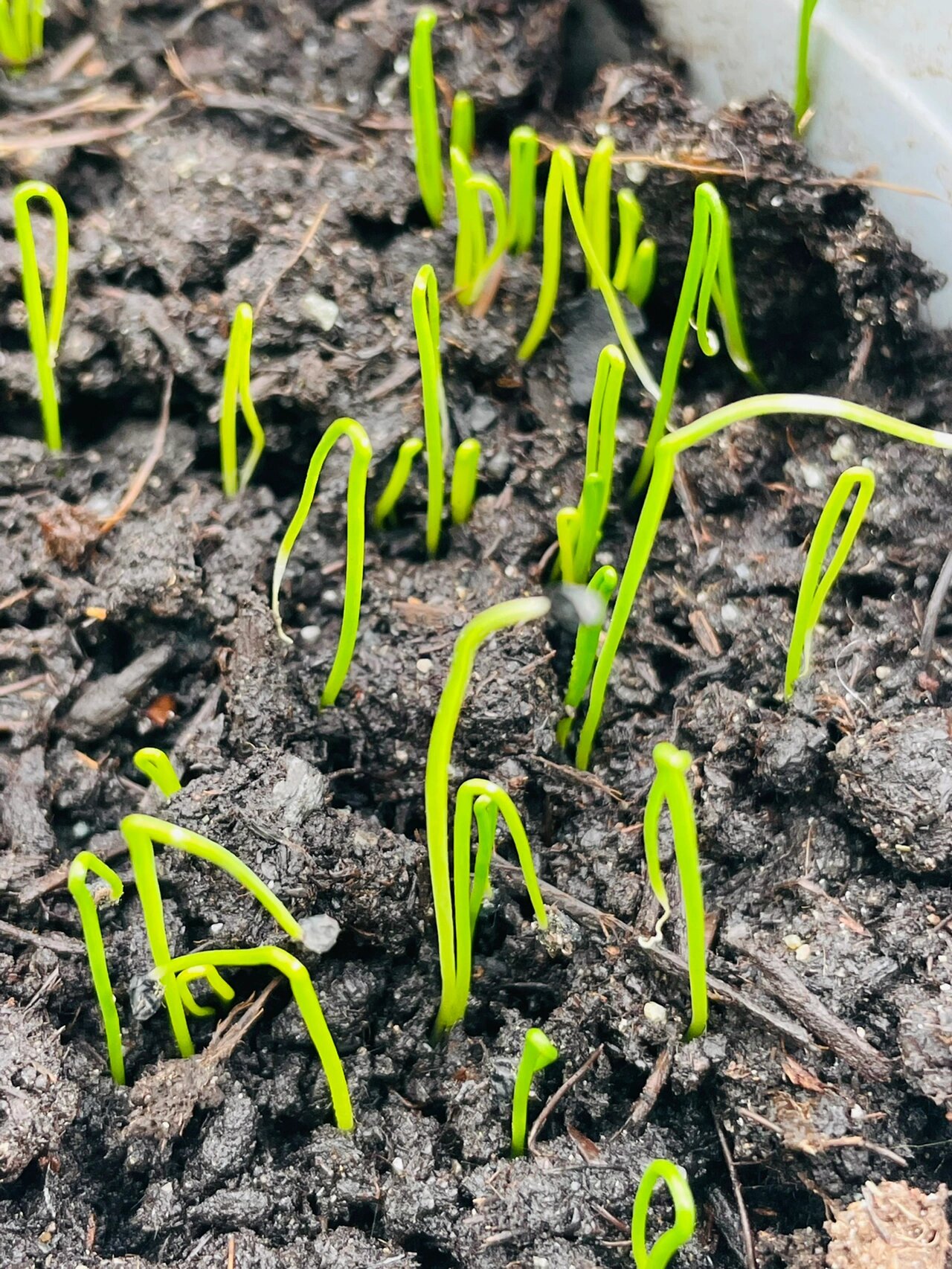 韭菜发芽的样子图片