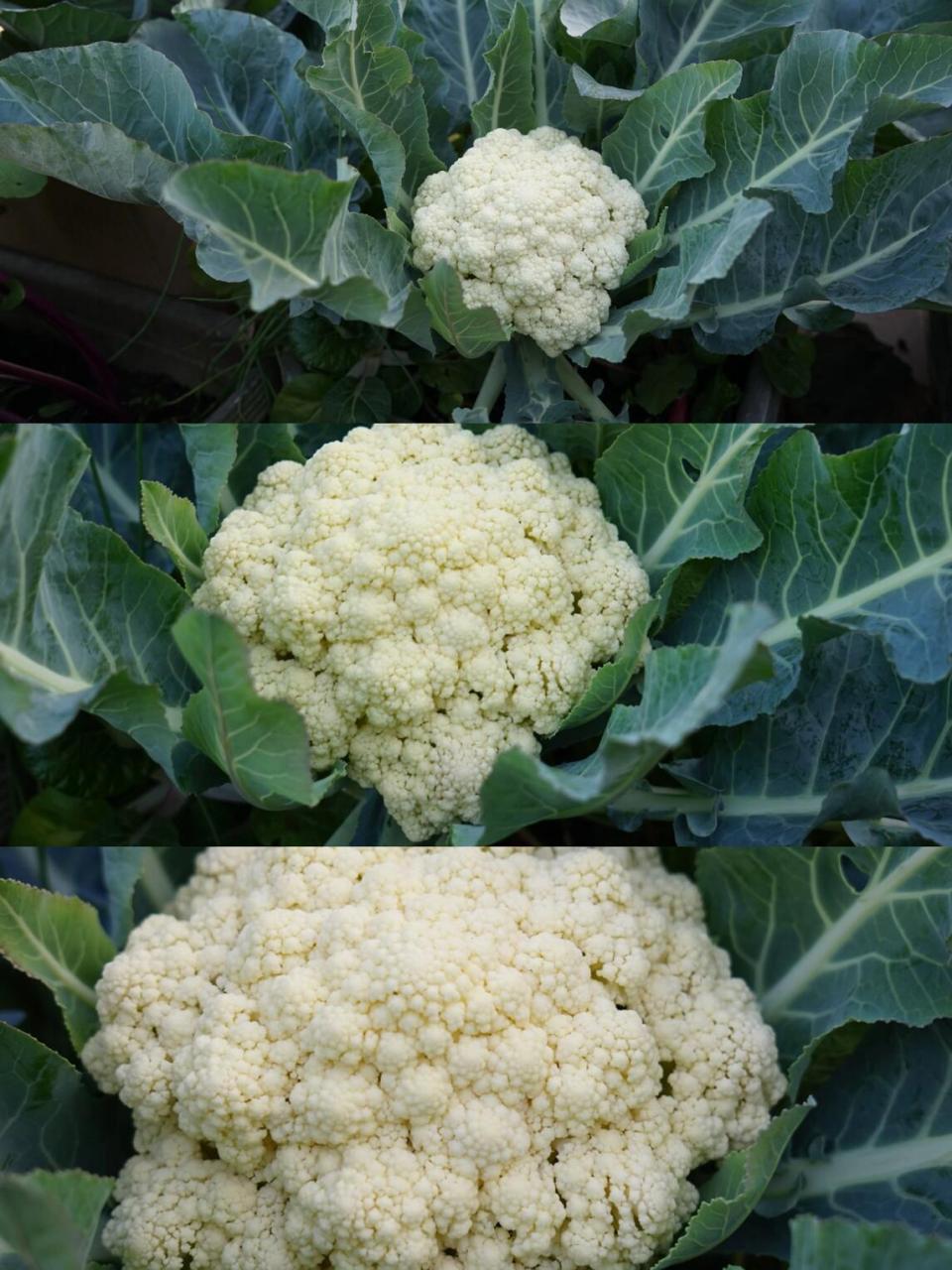 12月上旬前,南方地区菜友还可以播种晚熟品种的卷心菜,花菜等,等春节