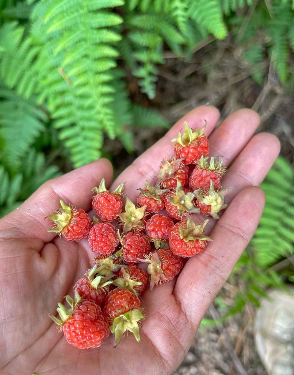 野树莓图片山莓图片