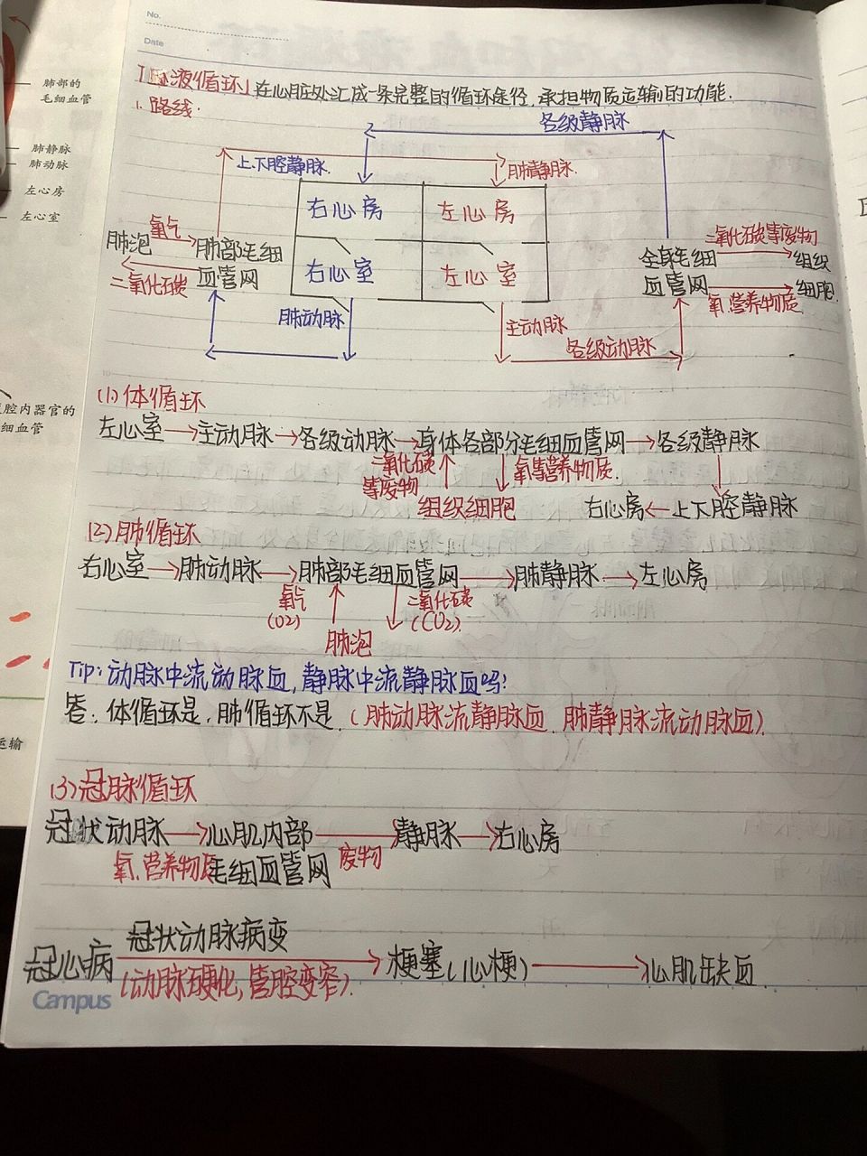 73七下生物笔记(心脏结构 血液循环) 啊啊这节课真的好难(学废掉了