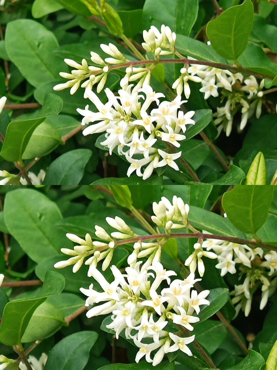 优质绿化带观赏植物|水蜡树 	 水蜡树是木犀科,女贞属,落叶多分枝灌木