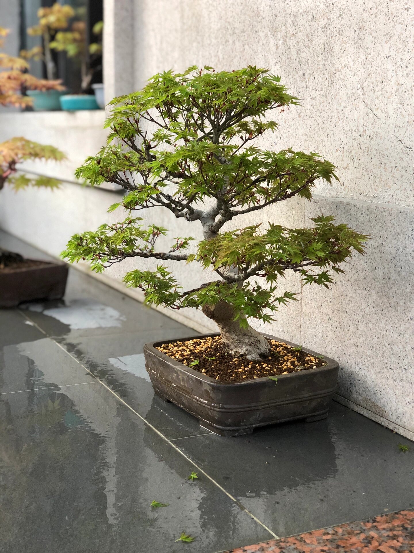枫树修剪参考图(1