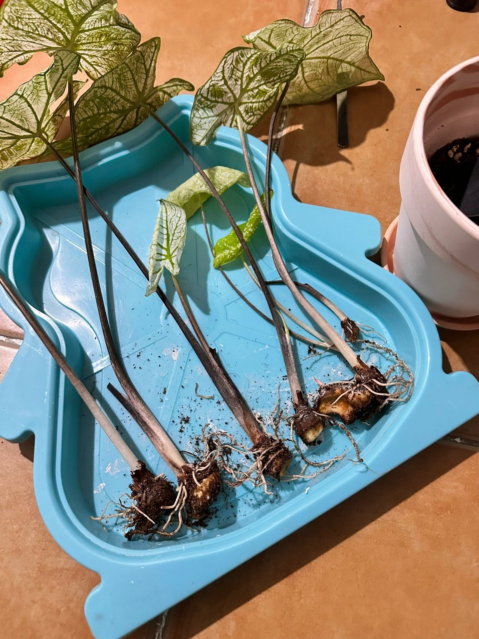 养花日记|植物手残党拯救了烂根的白色恋人 白色恋人是我入坑的第一棵