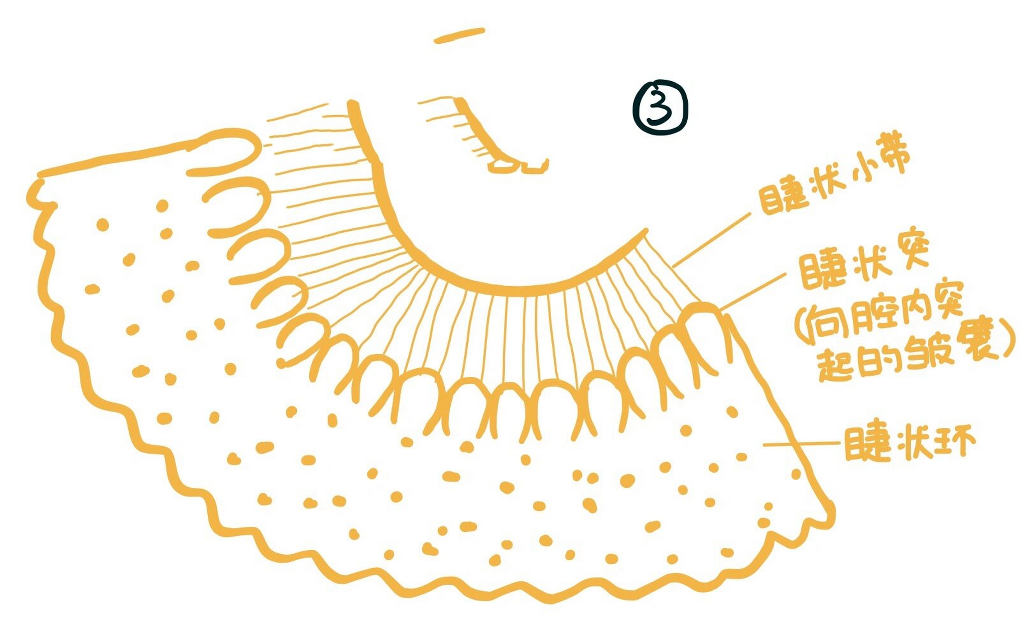 解剖笔记9799感觉器1(霍琨老师听课笔记) 今日笔