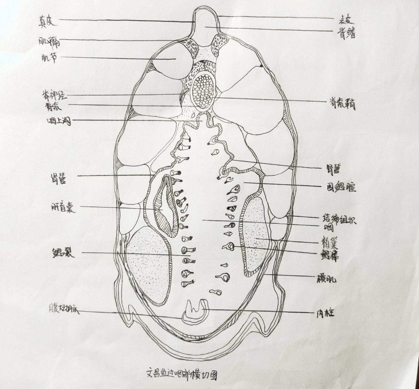 文昌鱼手绘图图片