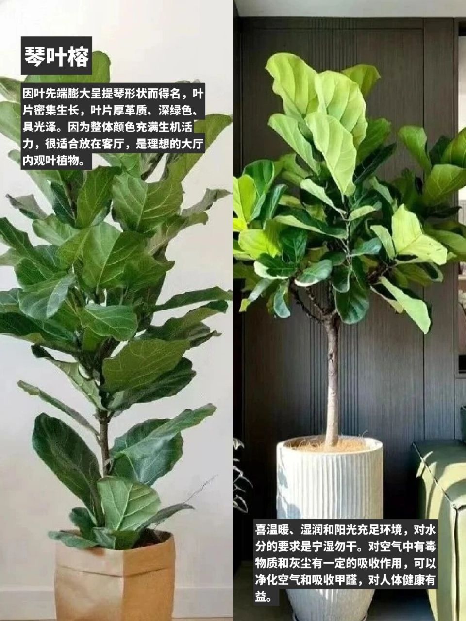 盘点10种最受欢迎的室内绿植 91这一两年家居植物很受大众喜爱,植物