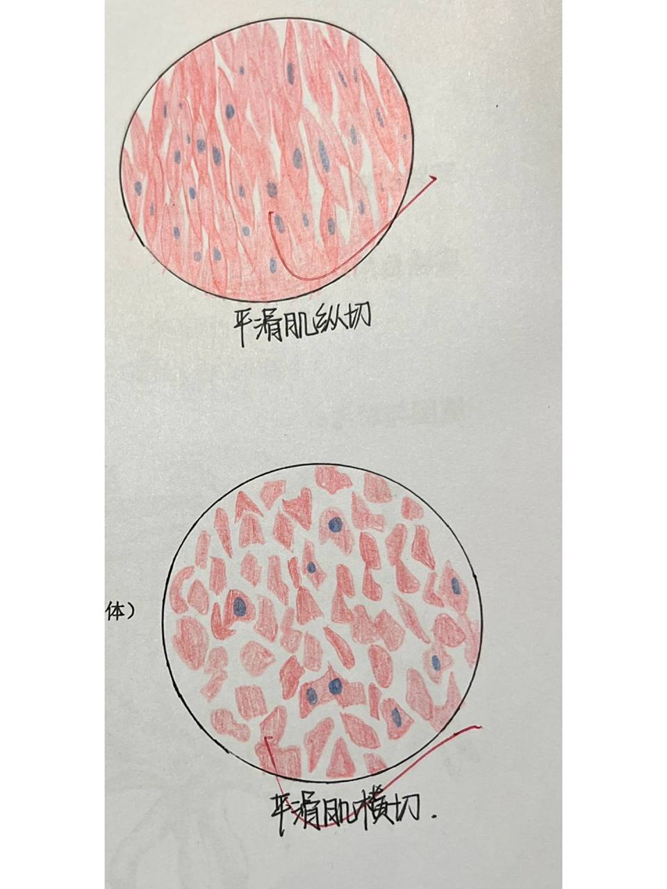 心肌 平滑肌 骨骼肌 横/纵切 绘图  40倍