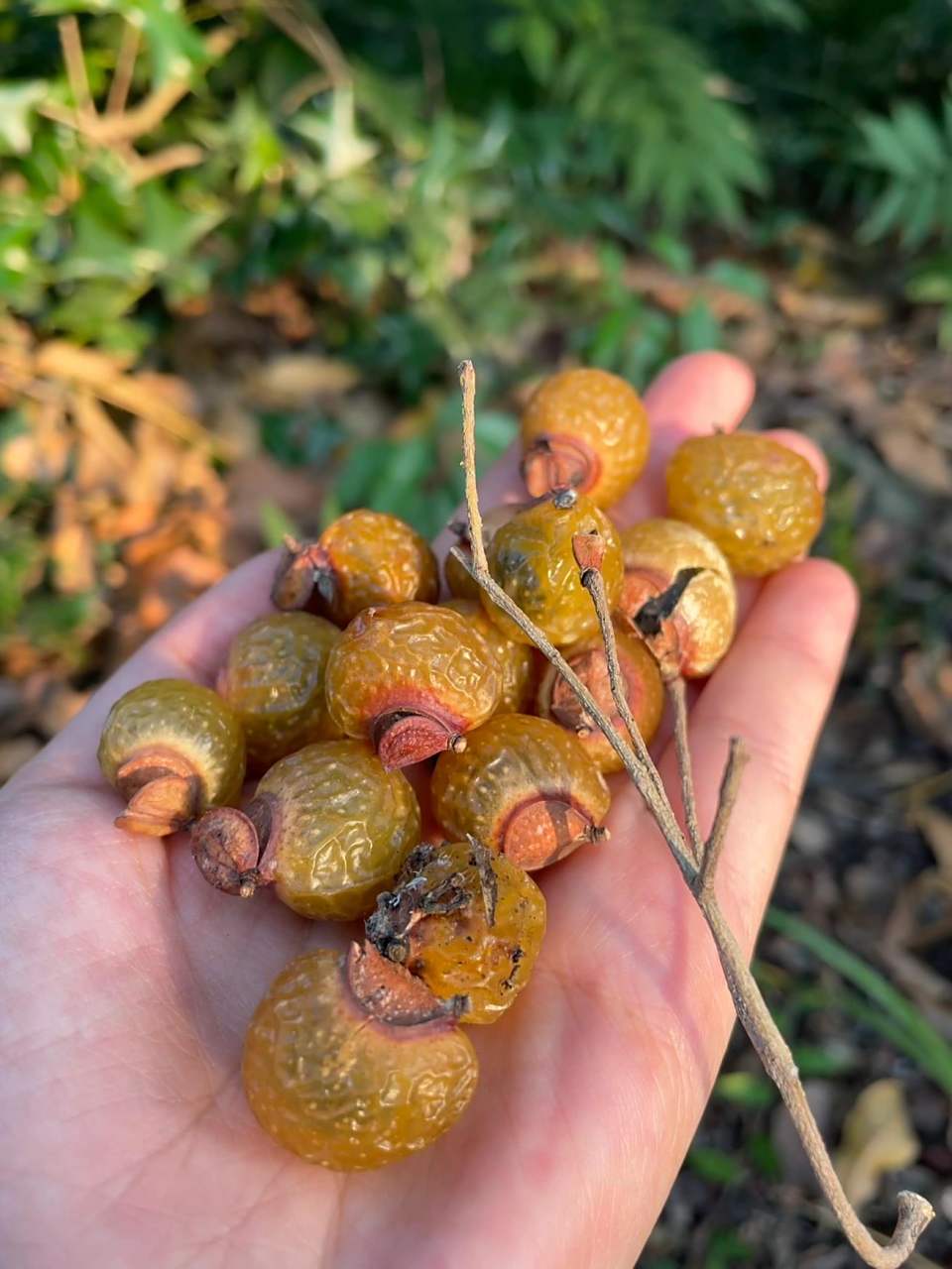 不买植物不买盆,挑战100个盆景(023)无患子 这个秋天捡的无患子种子