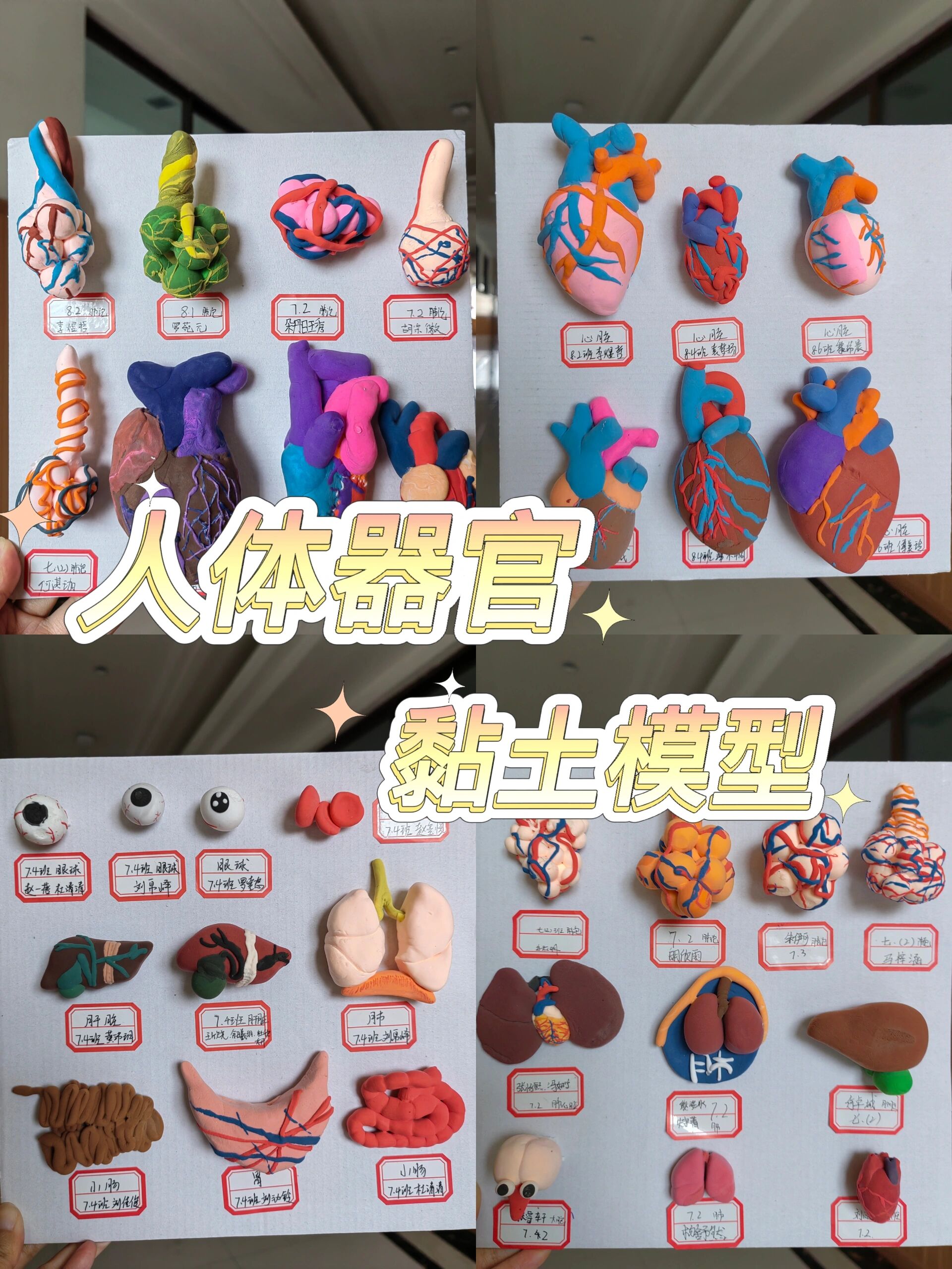 学生作品|黏土模型—人体器官         最近的选修课让同学们利用超轻
