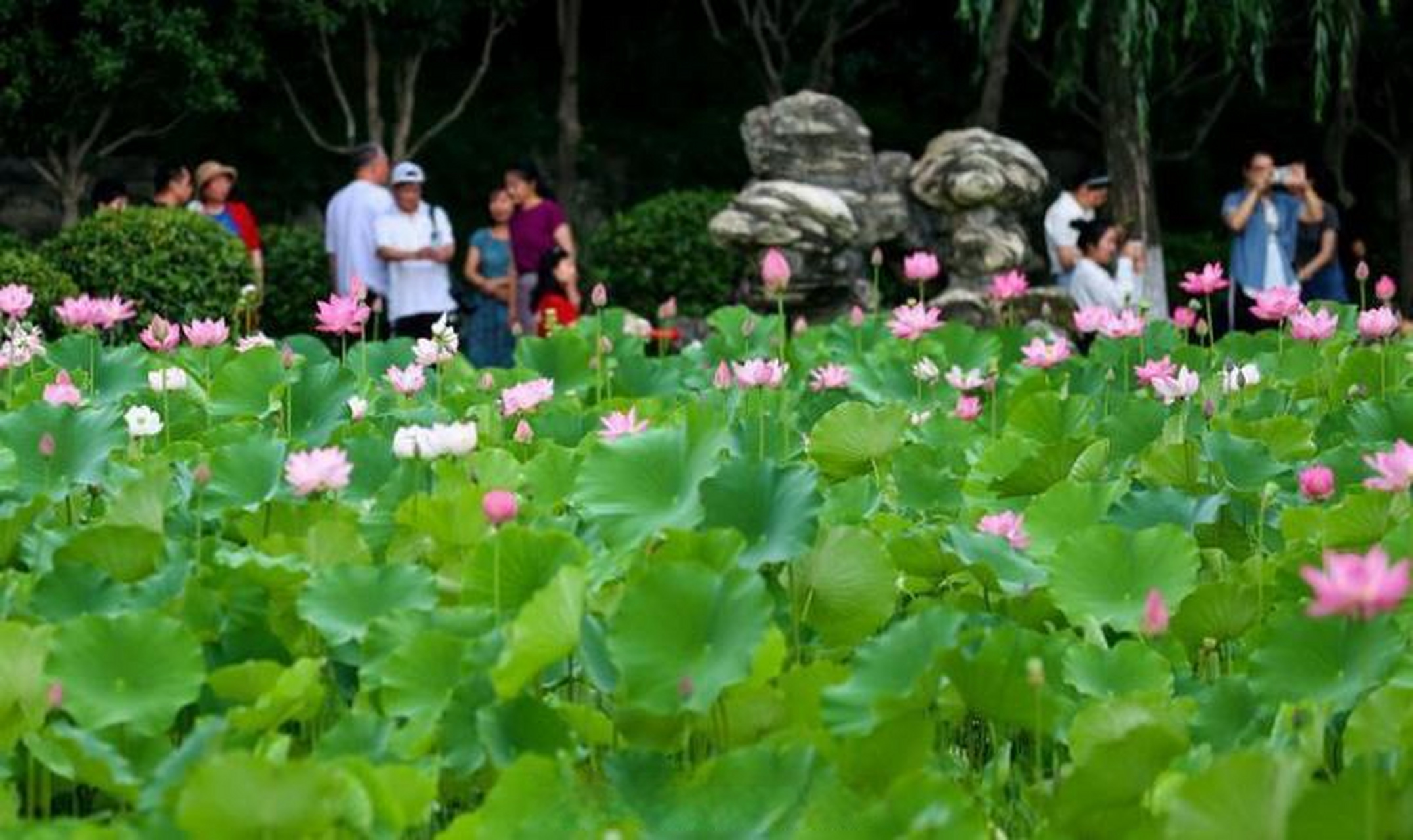 西安莲湖公园图片