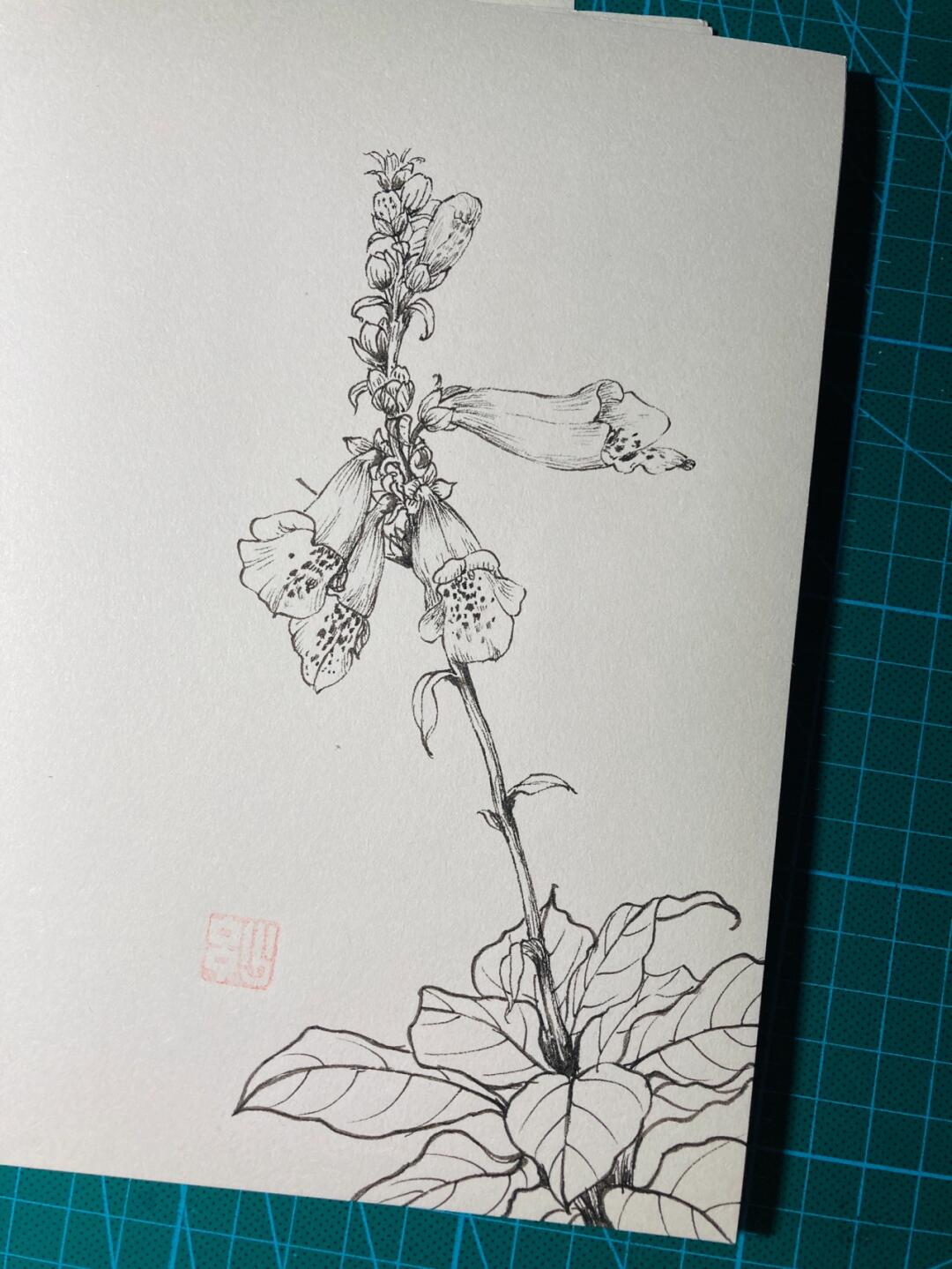 针管笔手绘 毛地黄