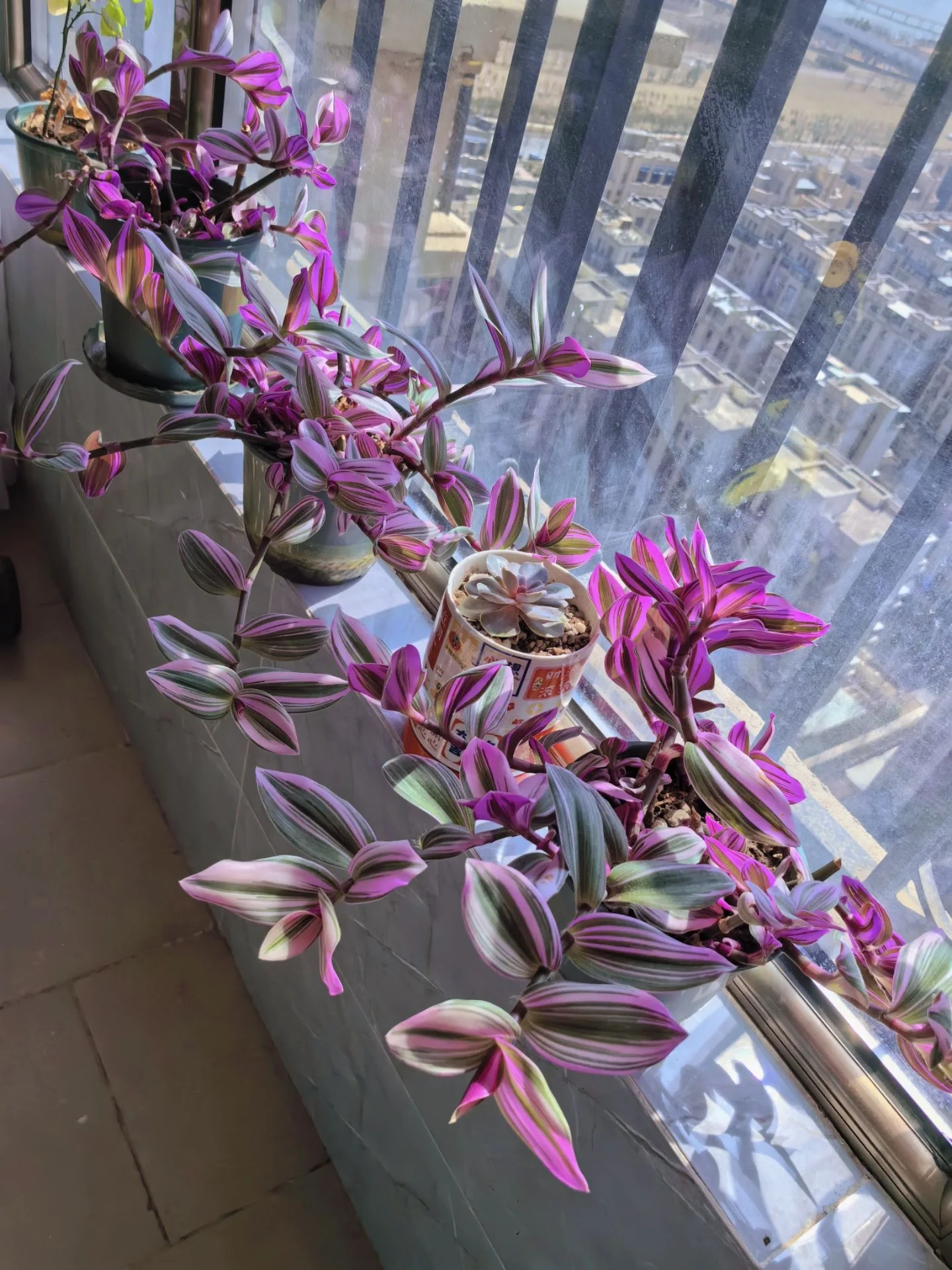 油画吊兰是我养过最好养的绿植了