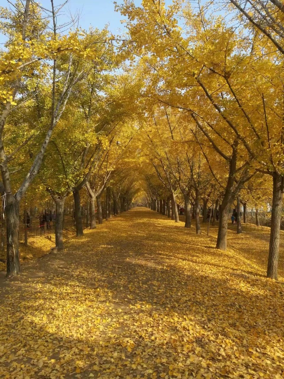 邳州银杏时光隧道图片图片