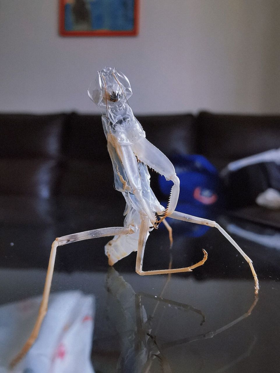 夏日昆虫|广腹螳螂蜕皮 #记录夏天常见的昆虫# 73这是一只广腹螳螂