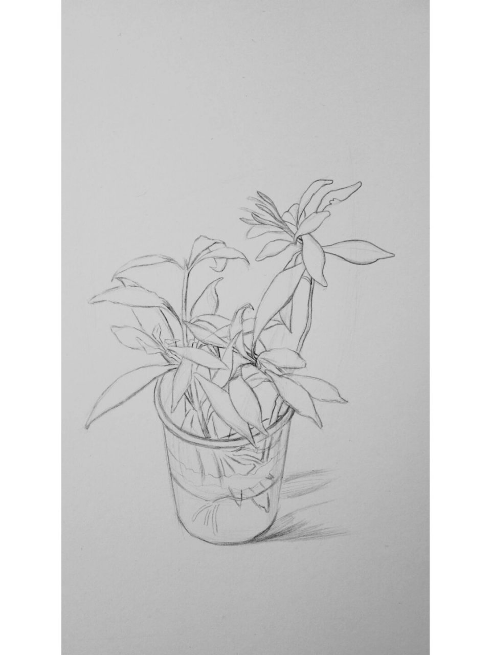 绿植盆栽素描步骤