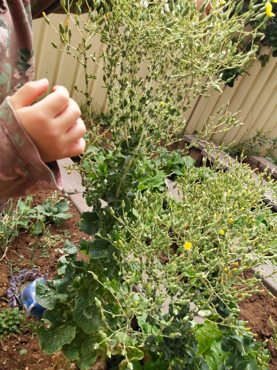 生菜种子原来长这样 几颗长老了的生菜慢慢开花接籽了,长相和蒲公英一