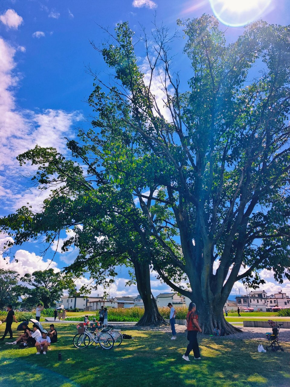 去喜洲古镇的时候,不要错过去海舌公园夫妻树噢,刘亦菲姐姐取过景点