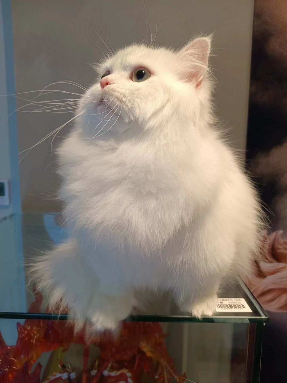 纯白色的拿破仑是你的最爱吗 拿破仑猫是用芒奇金猫和长毛波斯猫的