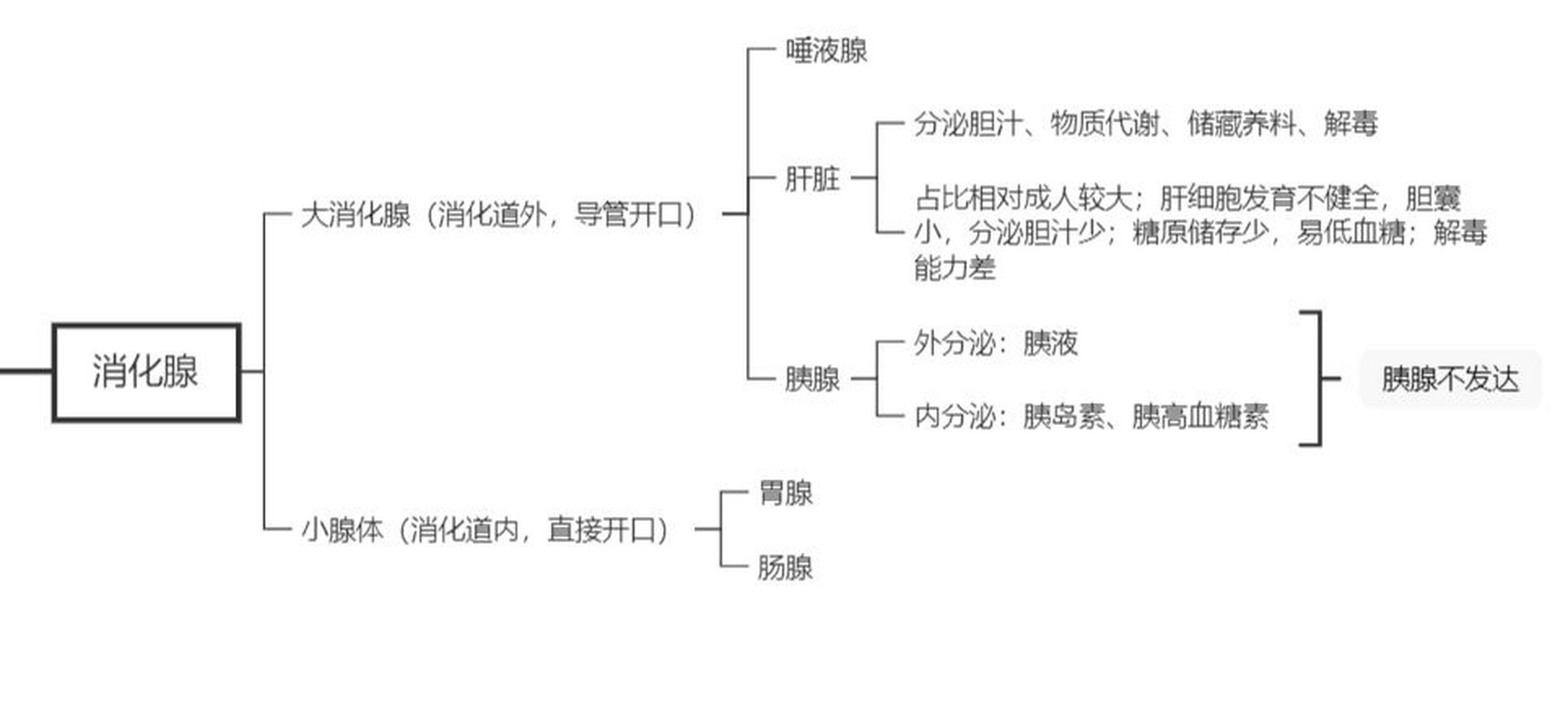 消化腺思维导图高清图片