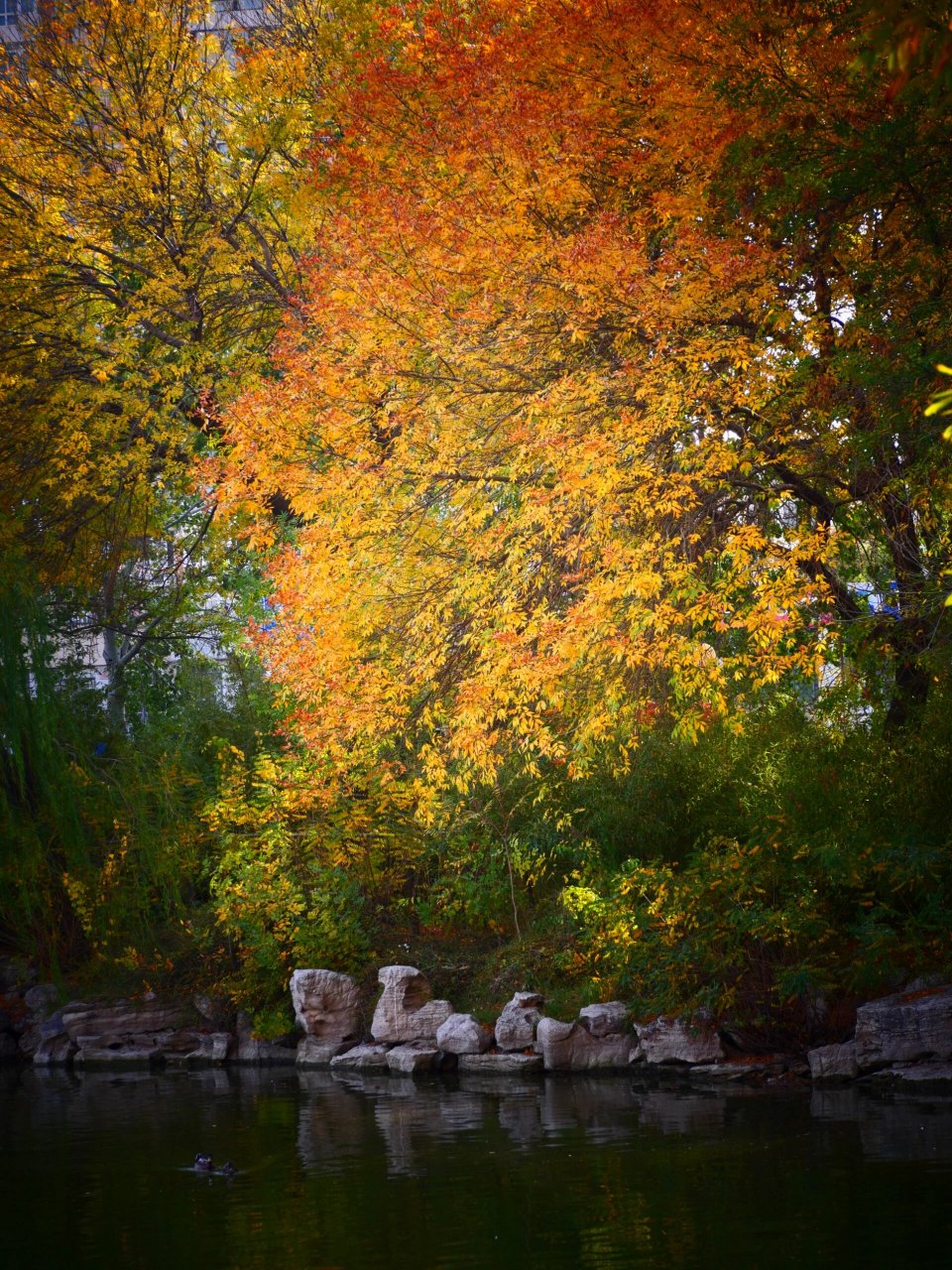 4天津人民公园实况 公园赏秋第二弹,下午两点前,河西区人民公园.