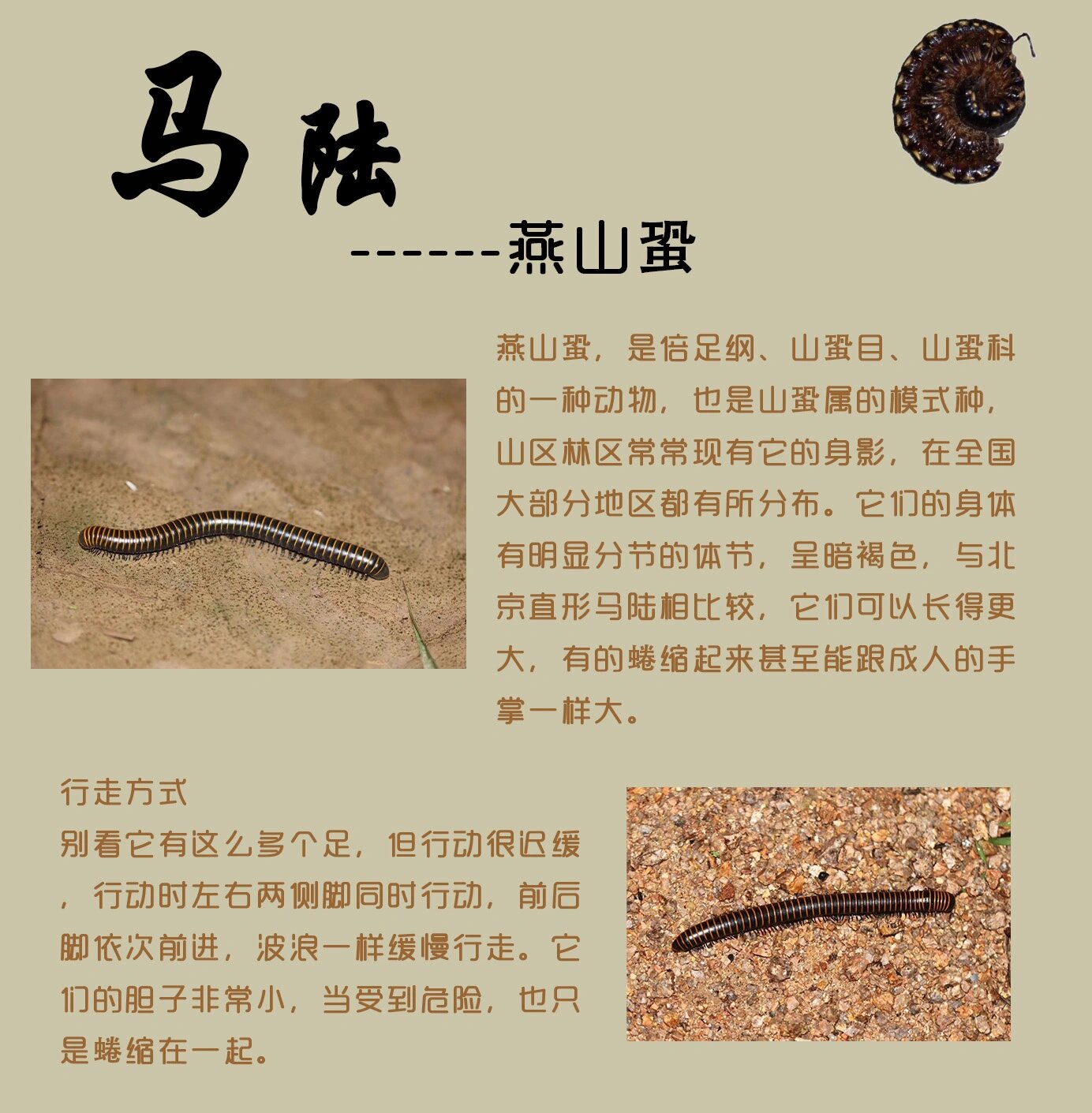 【和孩子一起走进自然】神秘的千足虫——马陆