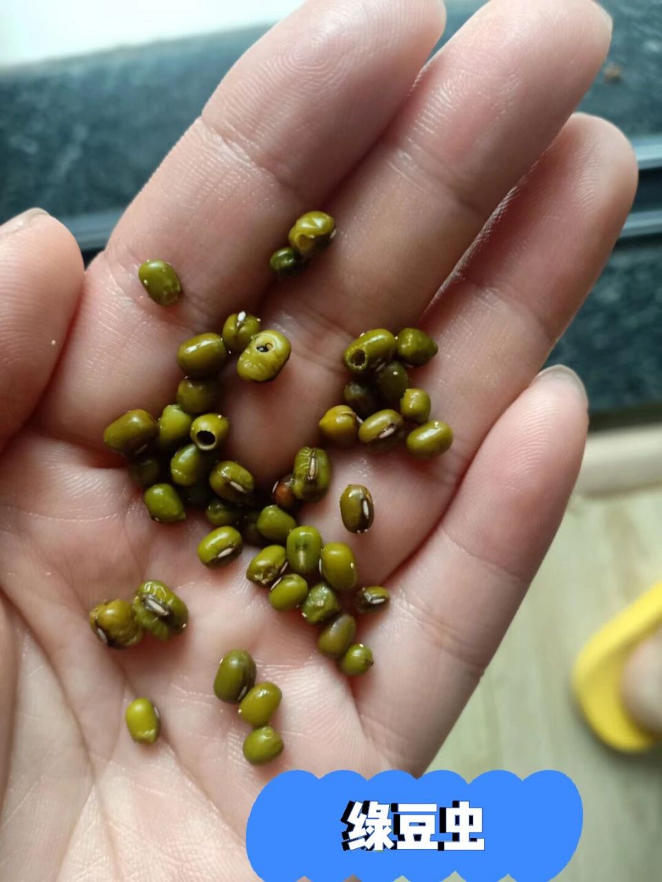 绿豆虫 绿豆虫,你见过吗?我也是第一次见