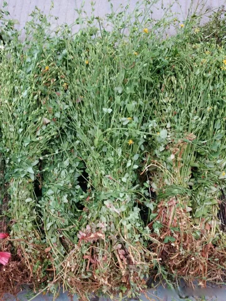 田边到处都有田基黄草药!因为离我家不远,所以我有空时都会去找草药!