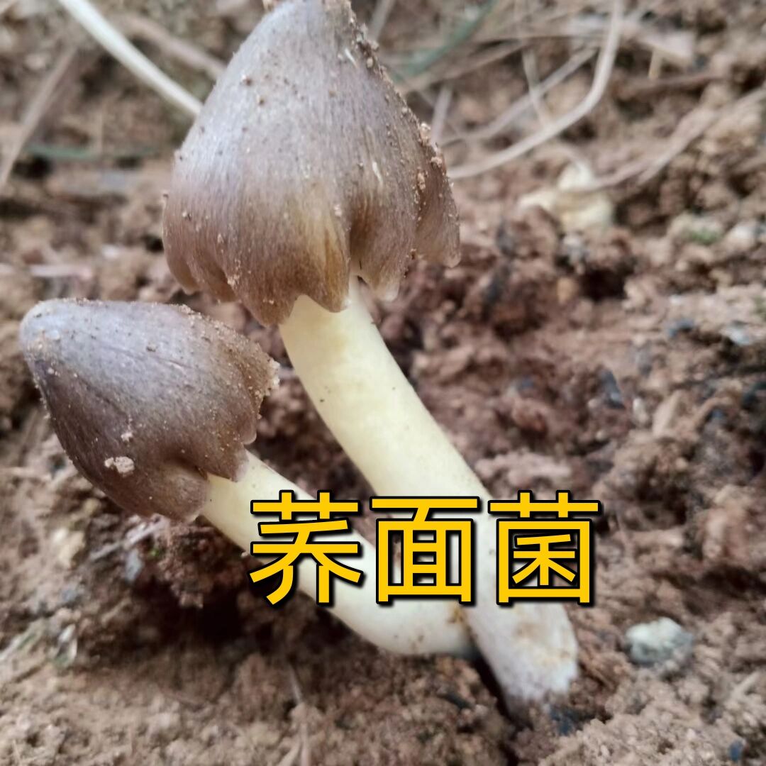 我们这里叫荞面菌,你们怎么叫?